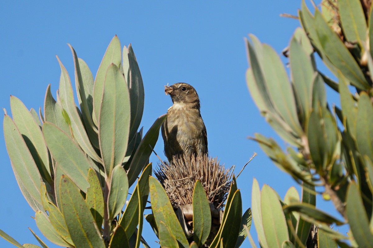 Protea Canary - ML614473836