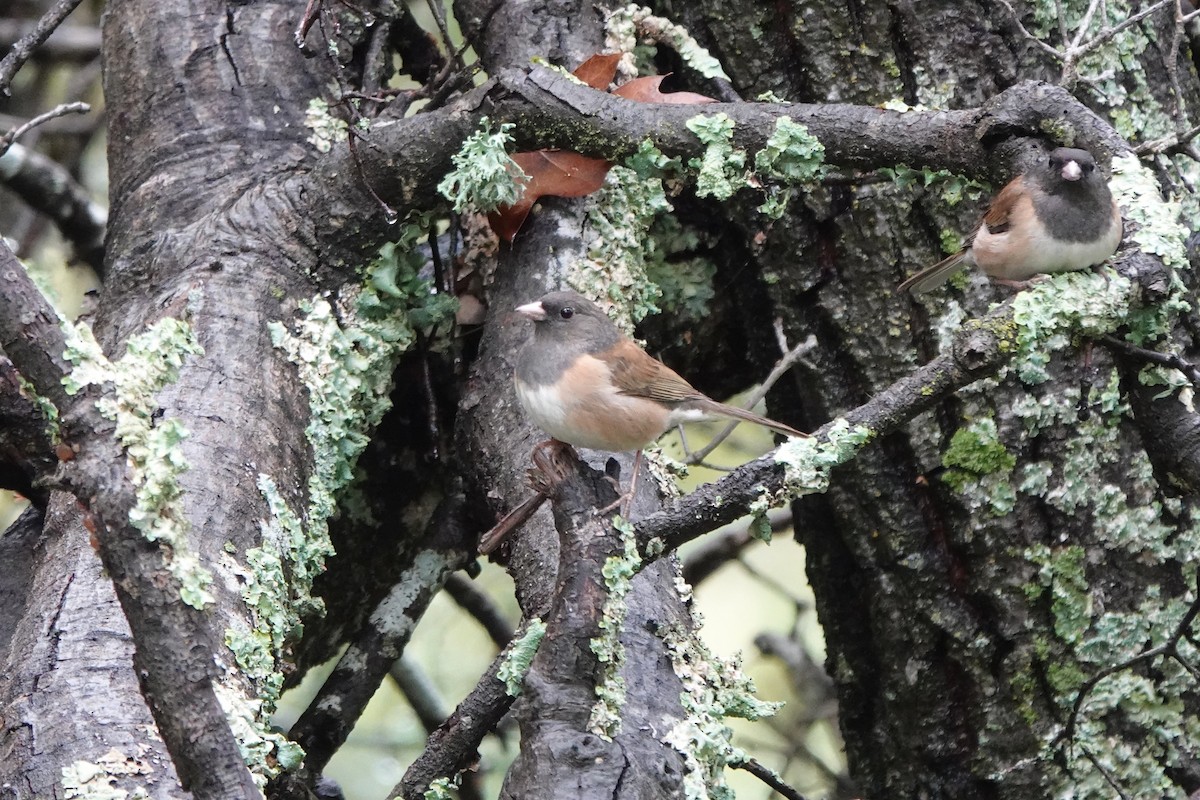 Junco Ojioscuro - ML614473876