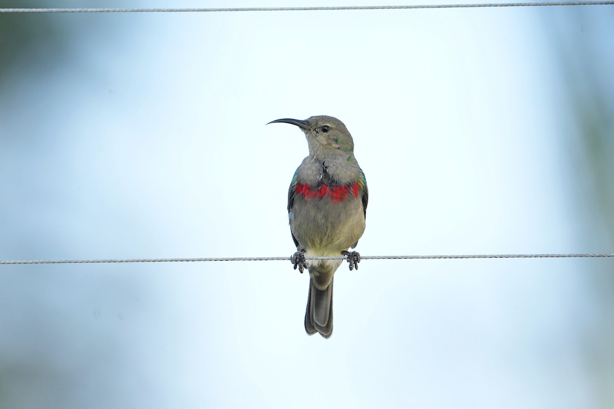 Southern Double-collared Sunbird - ML614473892