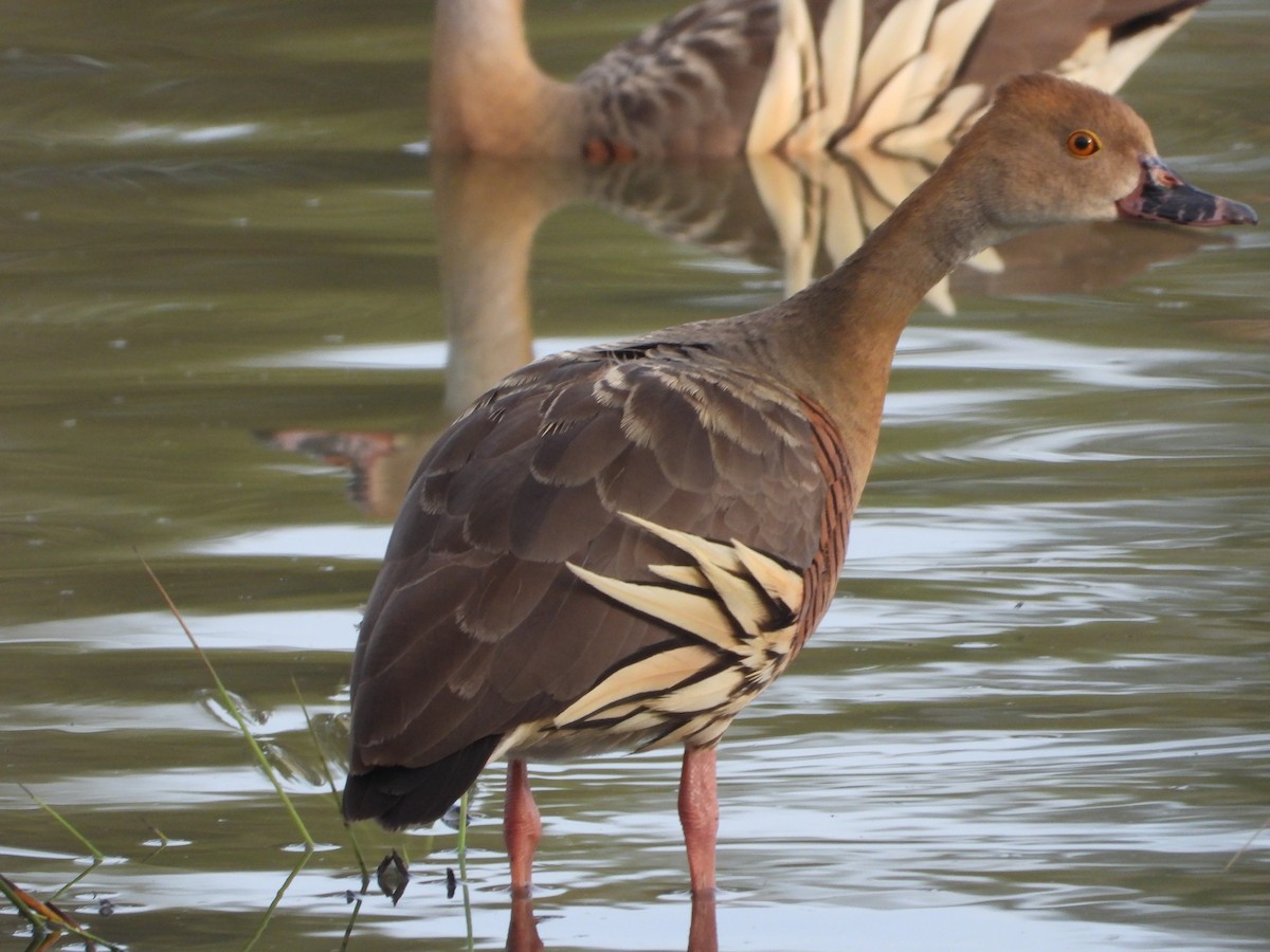 Plumed Whistling-Duck - ML614473972