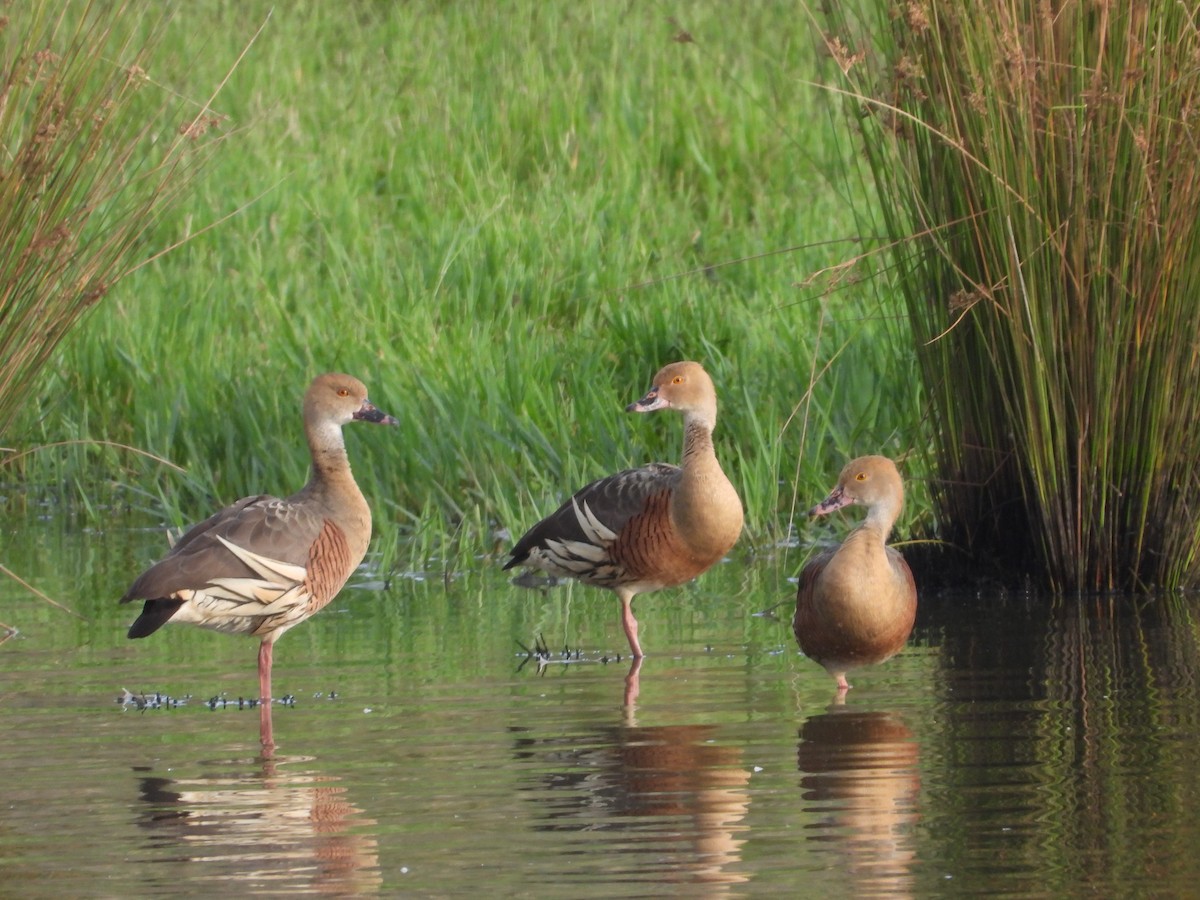 Plumed Whistling-Duck - ML614473974