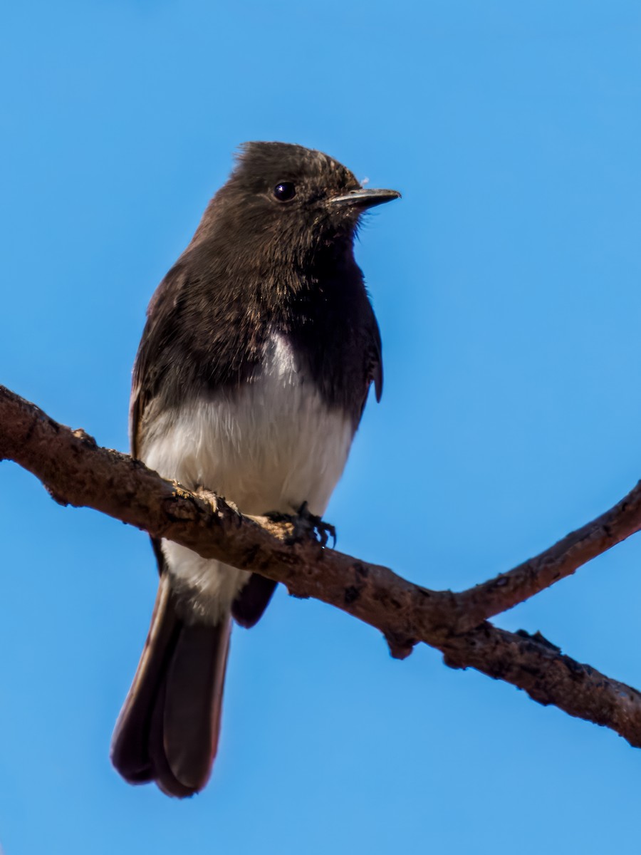 Black Phoebe - ML614474012