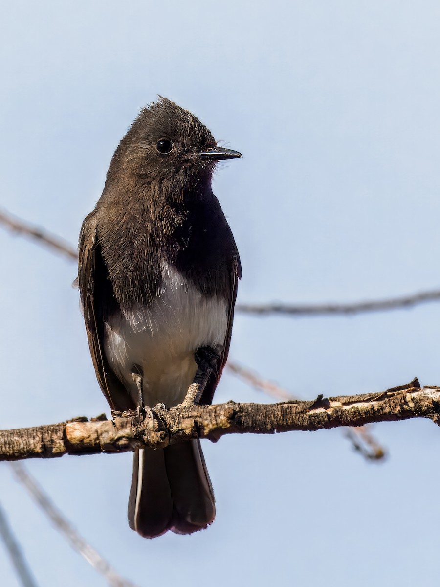 Black Phoebe - ML614474013