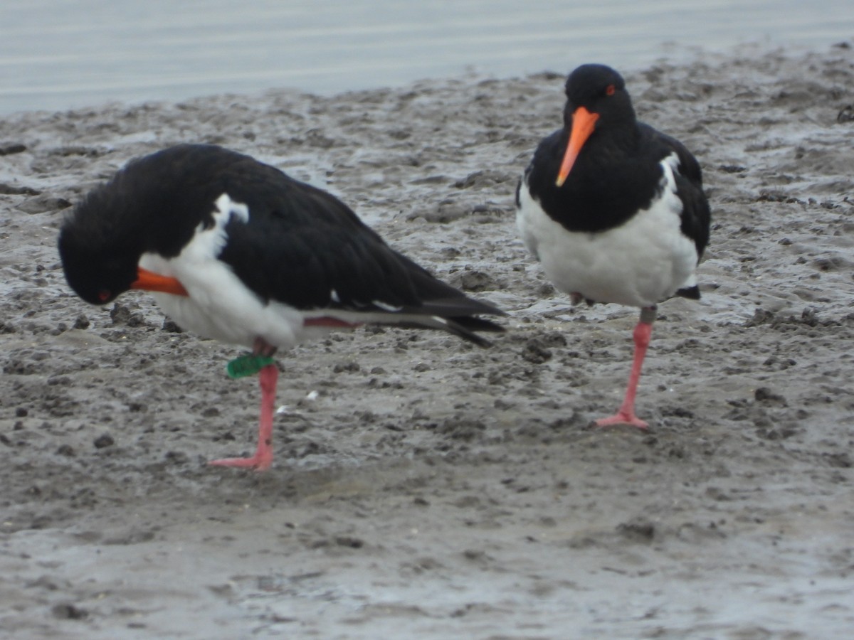 Pied Oystercatcher - Ted Elks