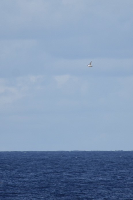 Red-tailed Tropicbird - ML614474128