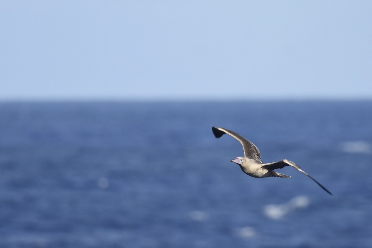 Red-footed Booby - ML614474146