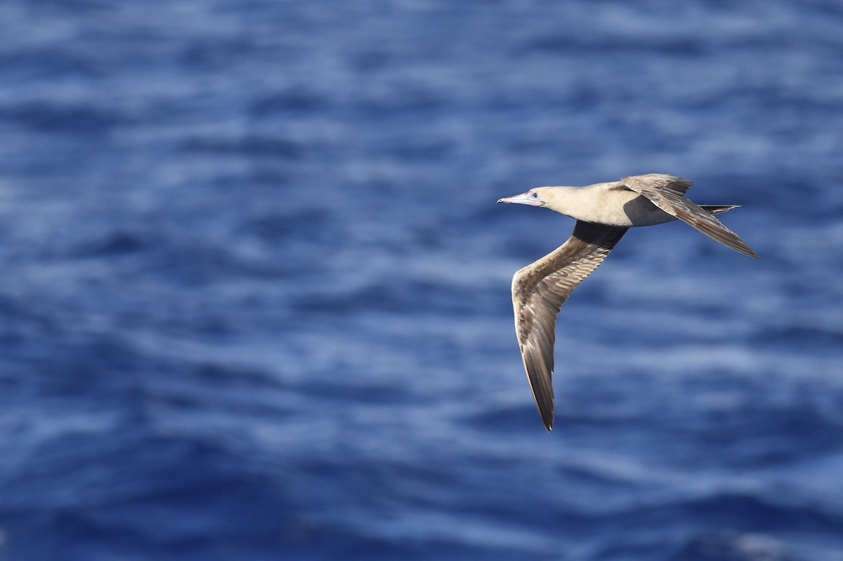 Red-footed Booby - ML614474147