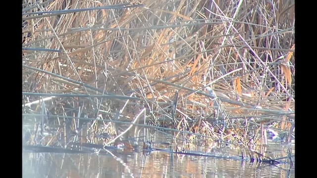 Gallinule d'Amérique - ML614474148