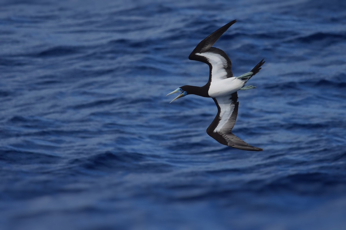 Brown Booby - SOSUKE SAITO