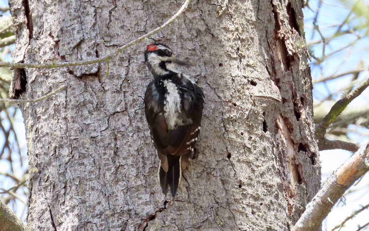 Hairy Woodpecker - ML614474246
