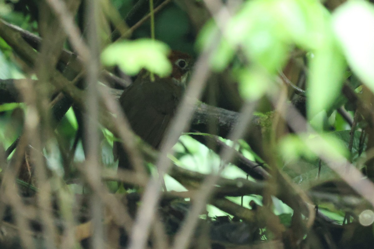 White-throated Antpitta - ML614474261