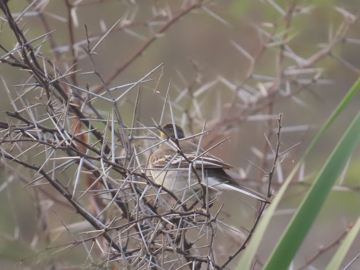 Citrine Wagtail - ML614474268