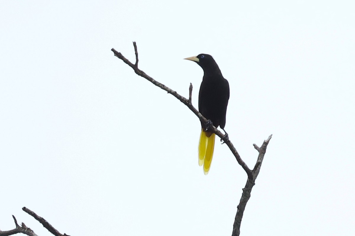 Crested Oropendola - ML614474311