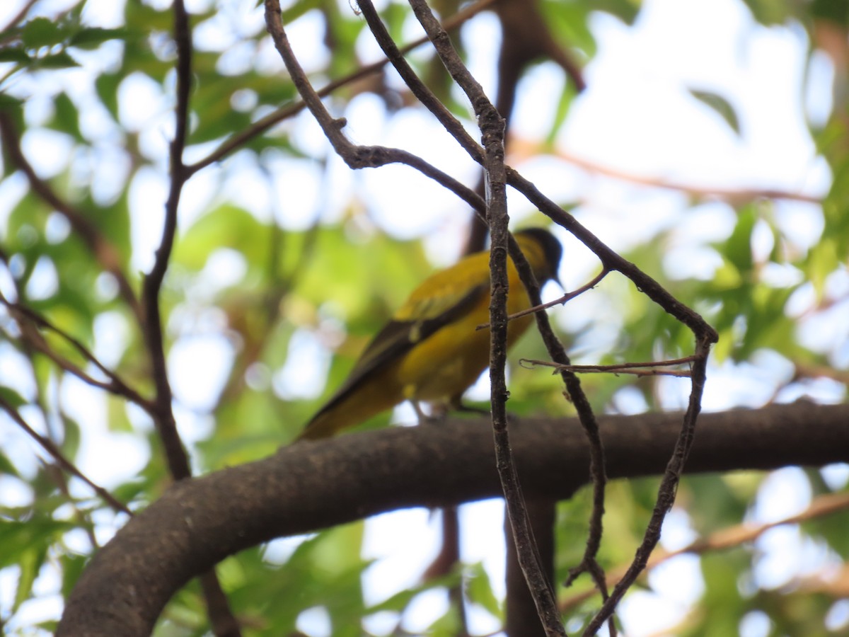 Black-hooded Oriole - ML614474372