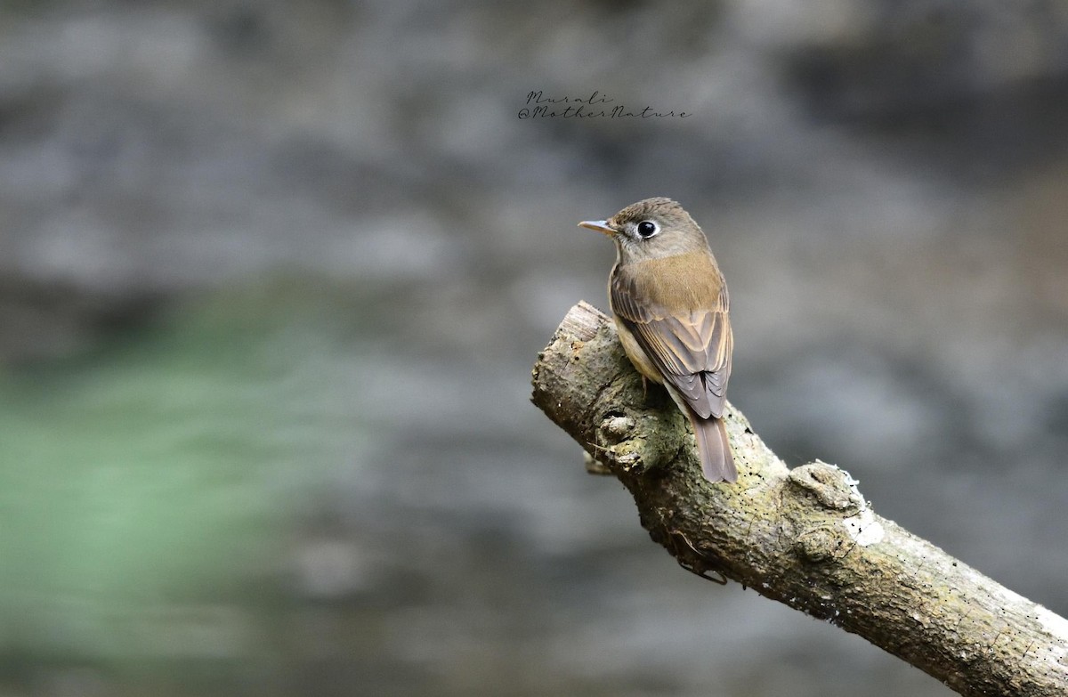 Brown-breasted Flycatcher - ML614474378