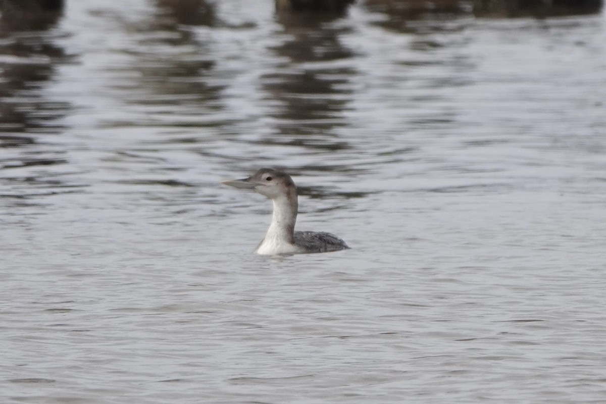 Yellow-billed Loon - Molly Donahue