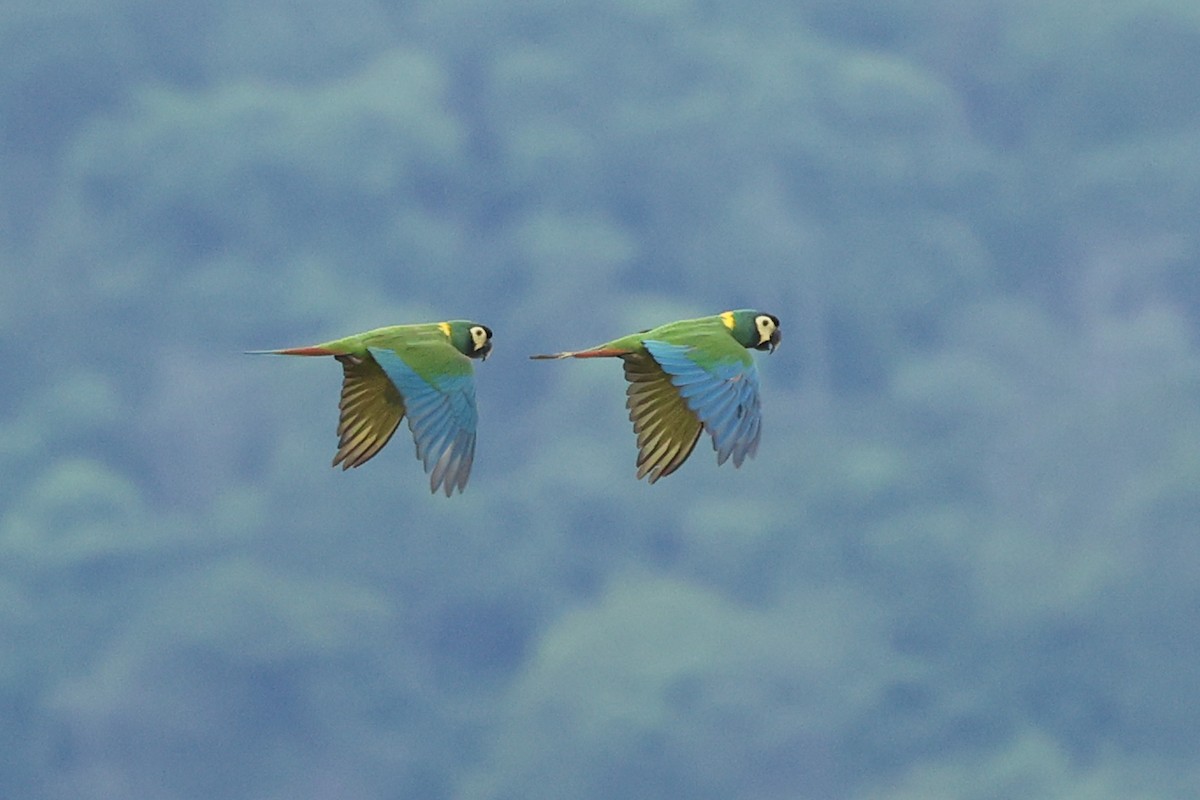 キエリヒメコンゴウインコ - ML614474490