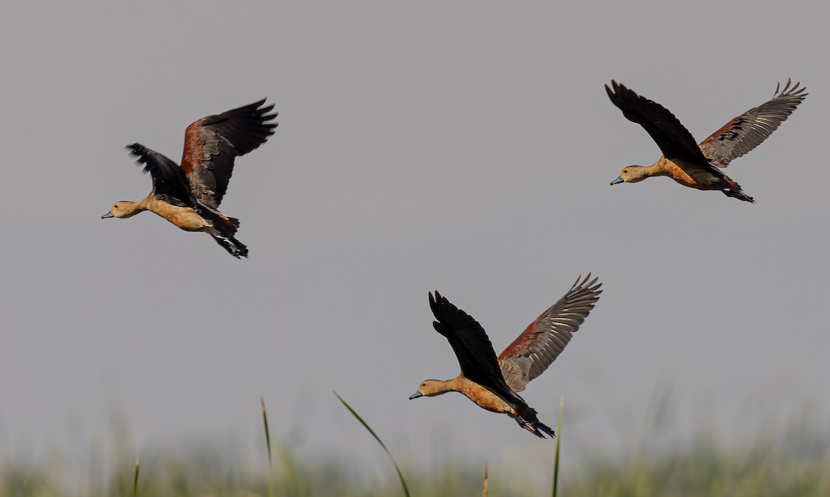 Lesser Whistling-Duck - ML614474509