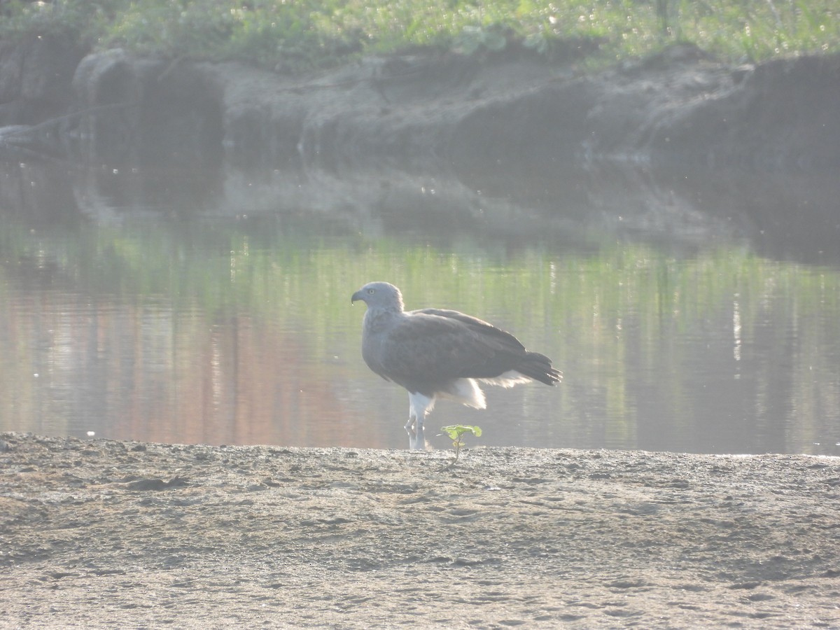 Lesser Fish-Eagle - Mallikarjuna Agrahar