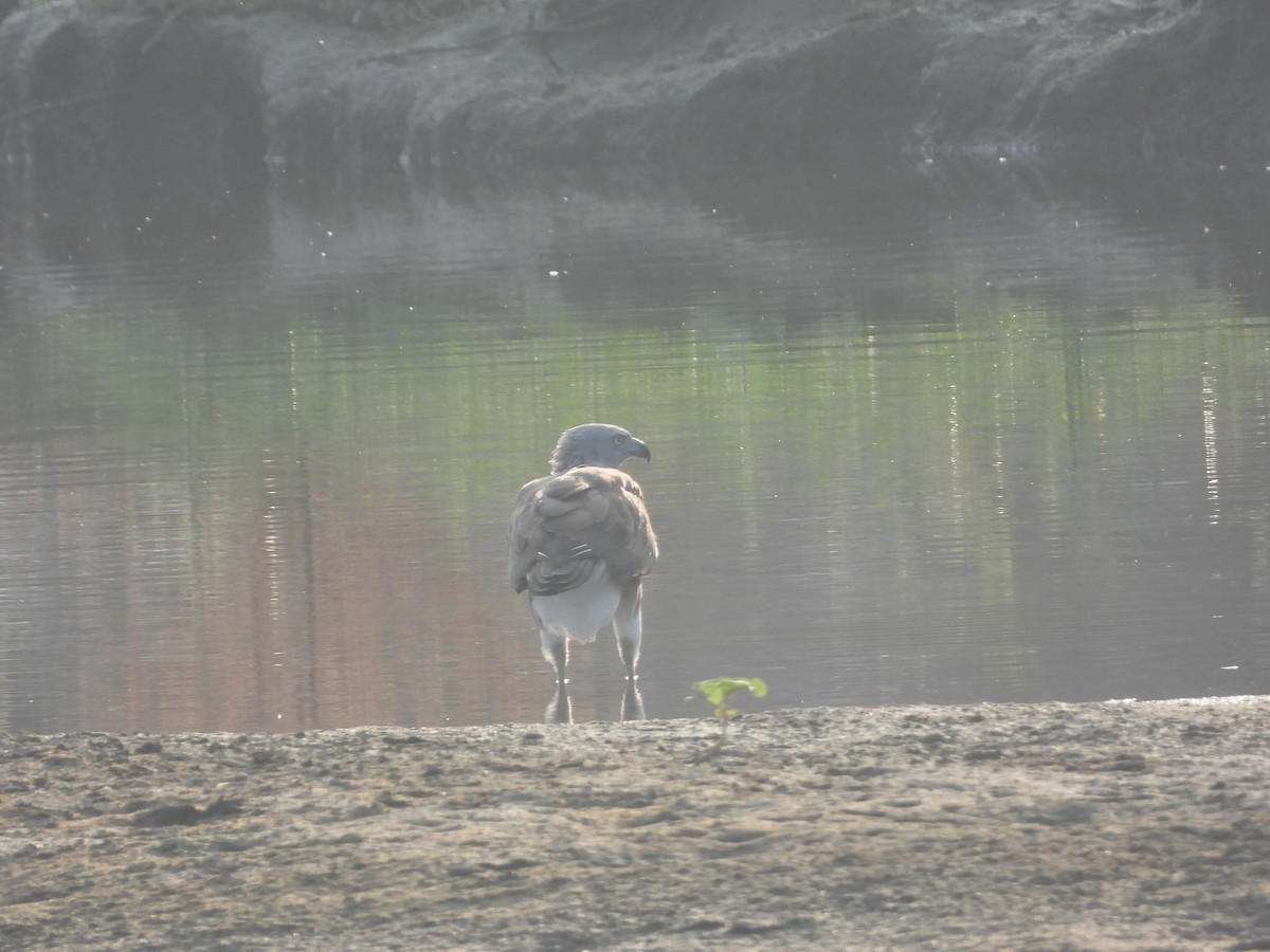 Lesser Fish-Eagle - Mallikarjuna Agrahar