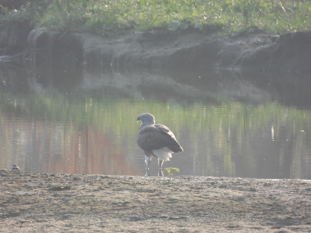 Lesser Fish-Eagle - Mallikarjuna Agrahar