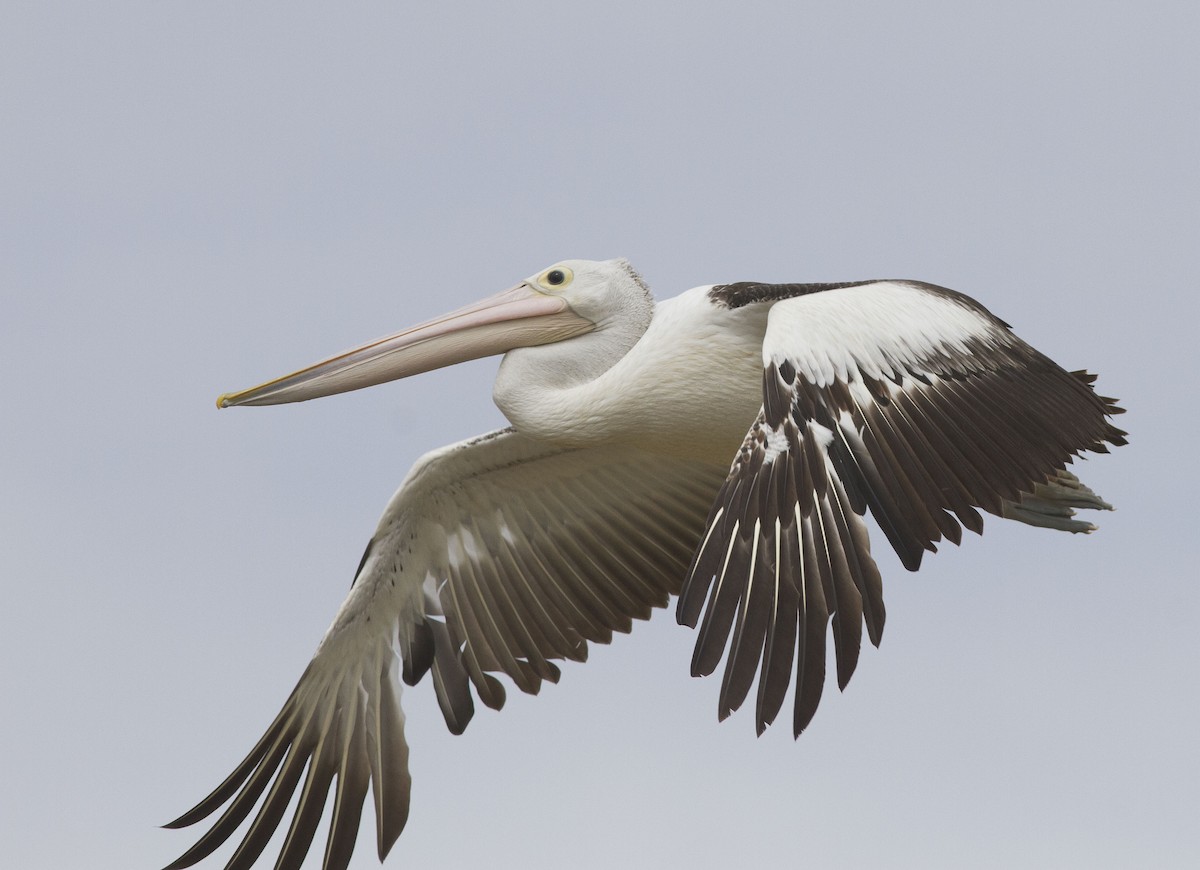 Australian Pelican - Greg McLachlan
