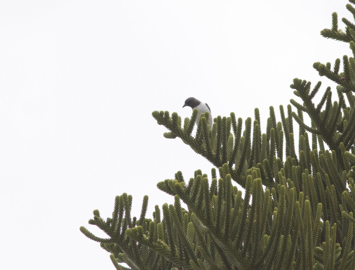 White-breasted Woodswallow - Greg McLachlan