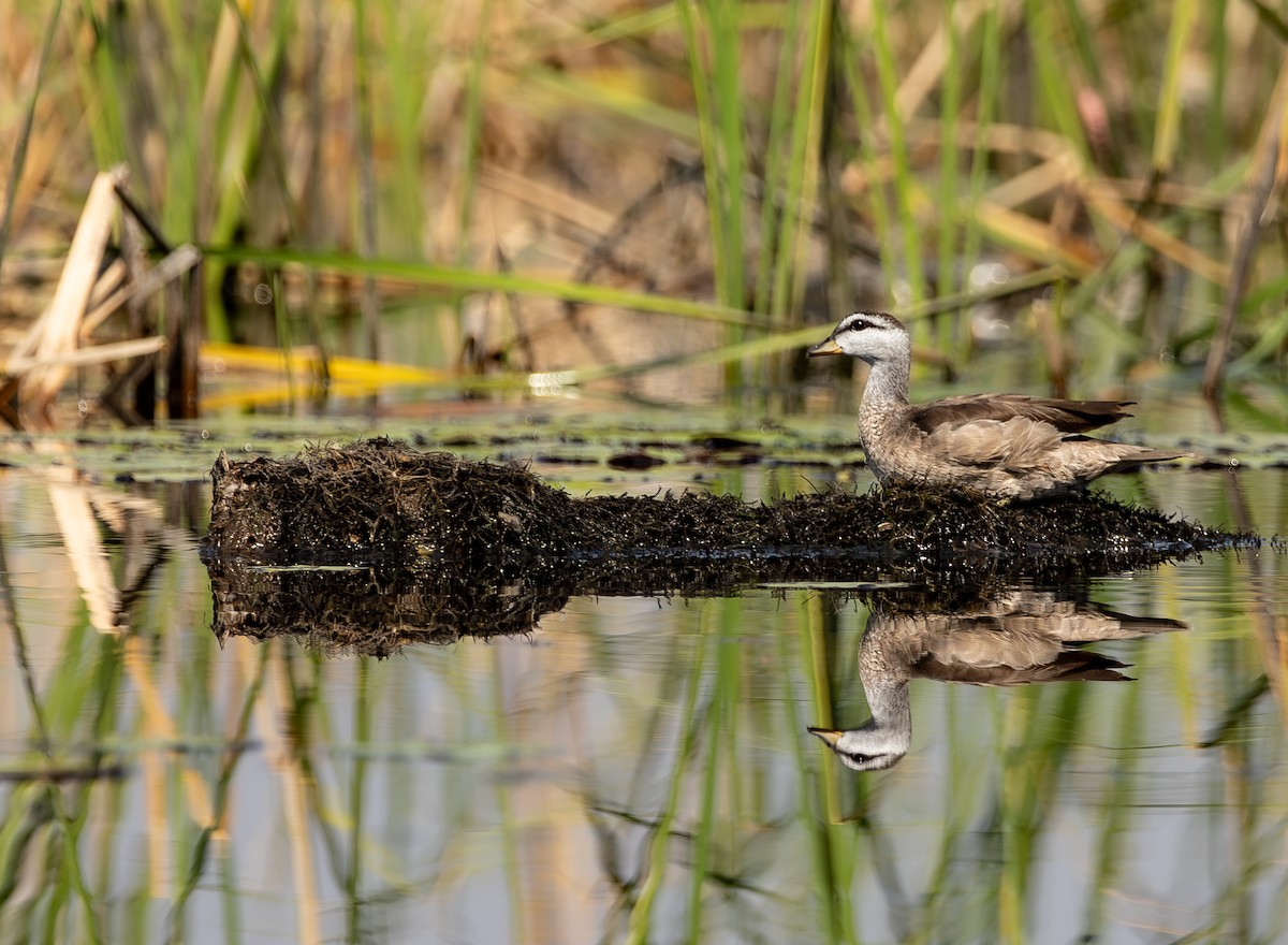Cotton Pygmy-Goose - ML614474557