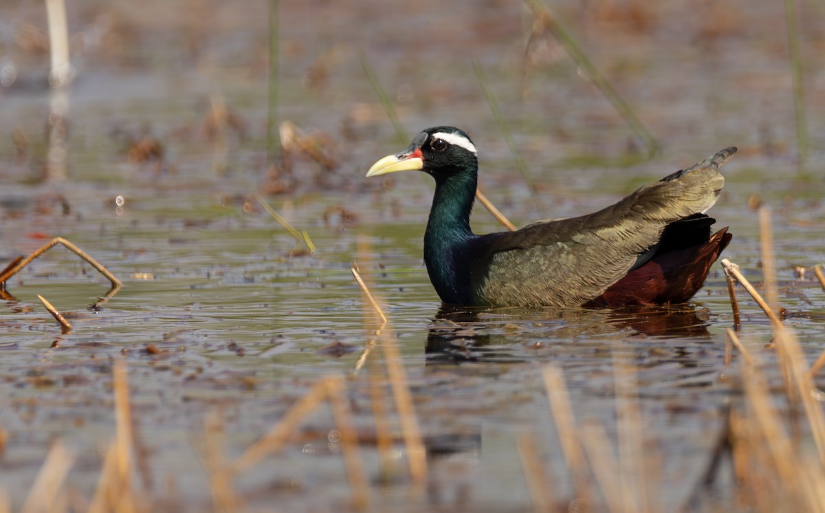 Bronze-winged Jacana - ML614474562