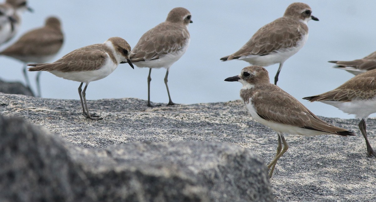 Greater Sand-Plover - ML614474569