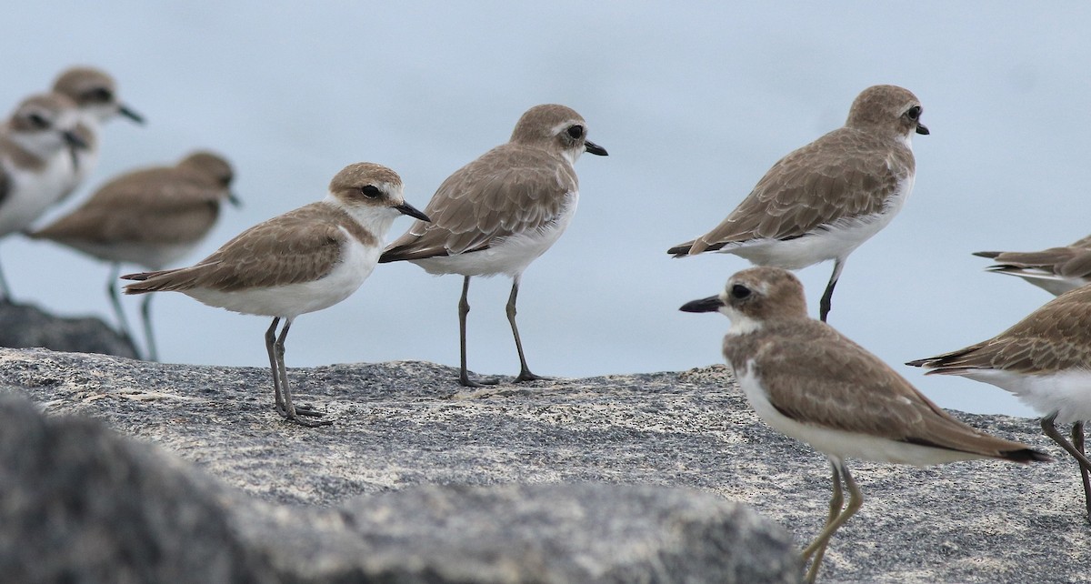 Greater Sand-Plover - ML614474571