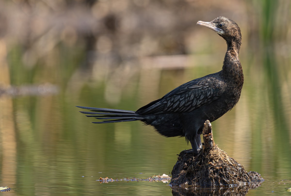 Little Cormorant - ML614474572