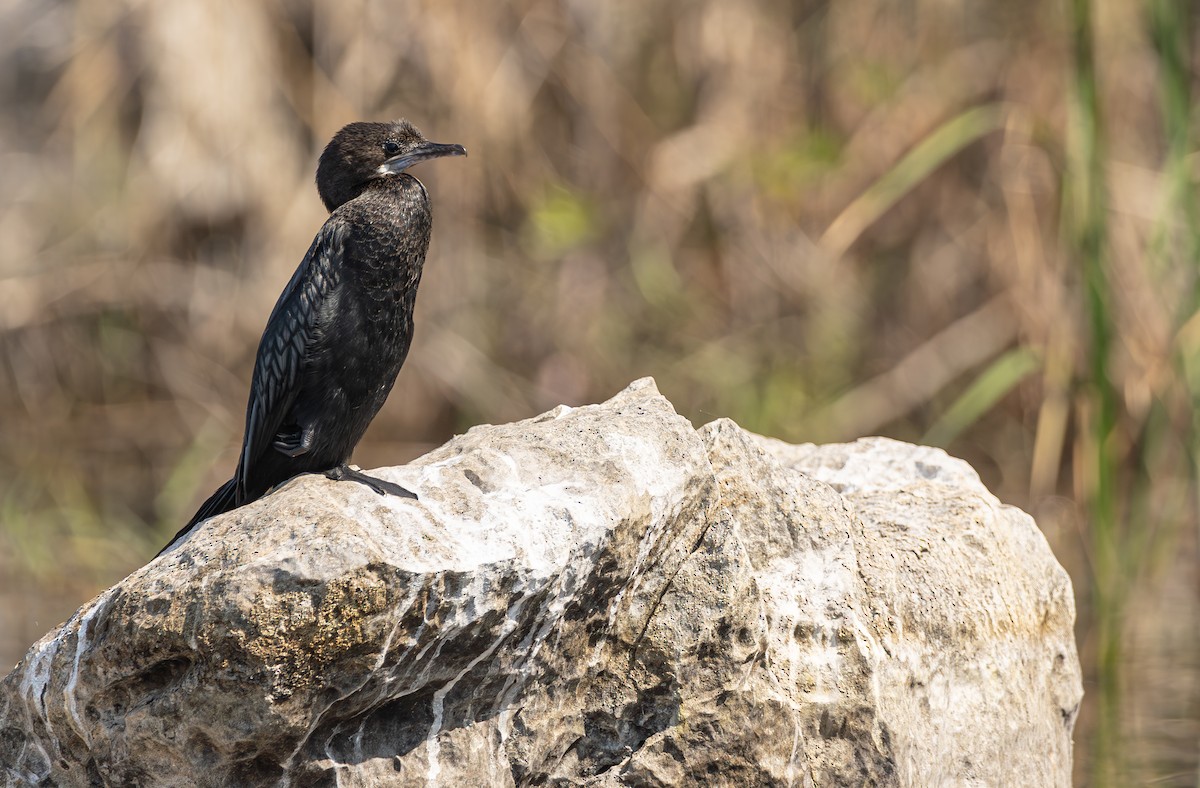 Little Cormorant - ML614474573