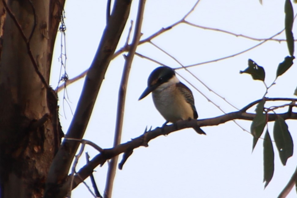 Sacred Kingfisher - ML614474585
