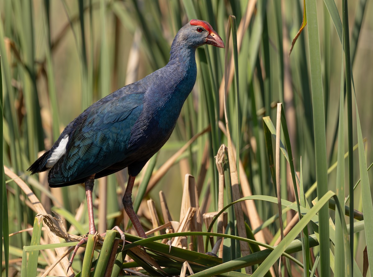Gray-headed Swamphen - ML614474588