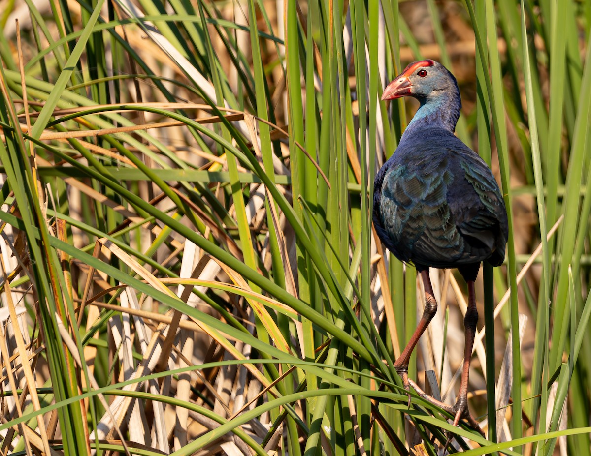 Gray-headed Swamphen - ML614474589