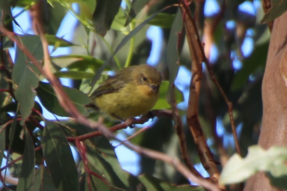 Yellow Thornbill - ML614474590