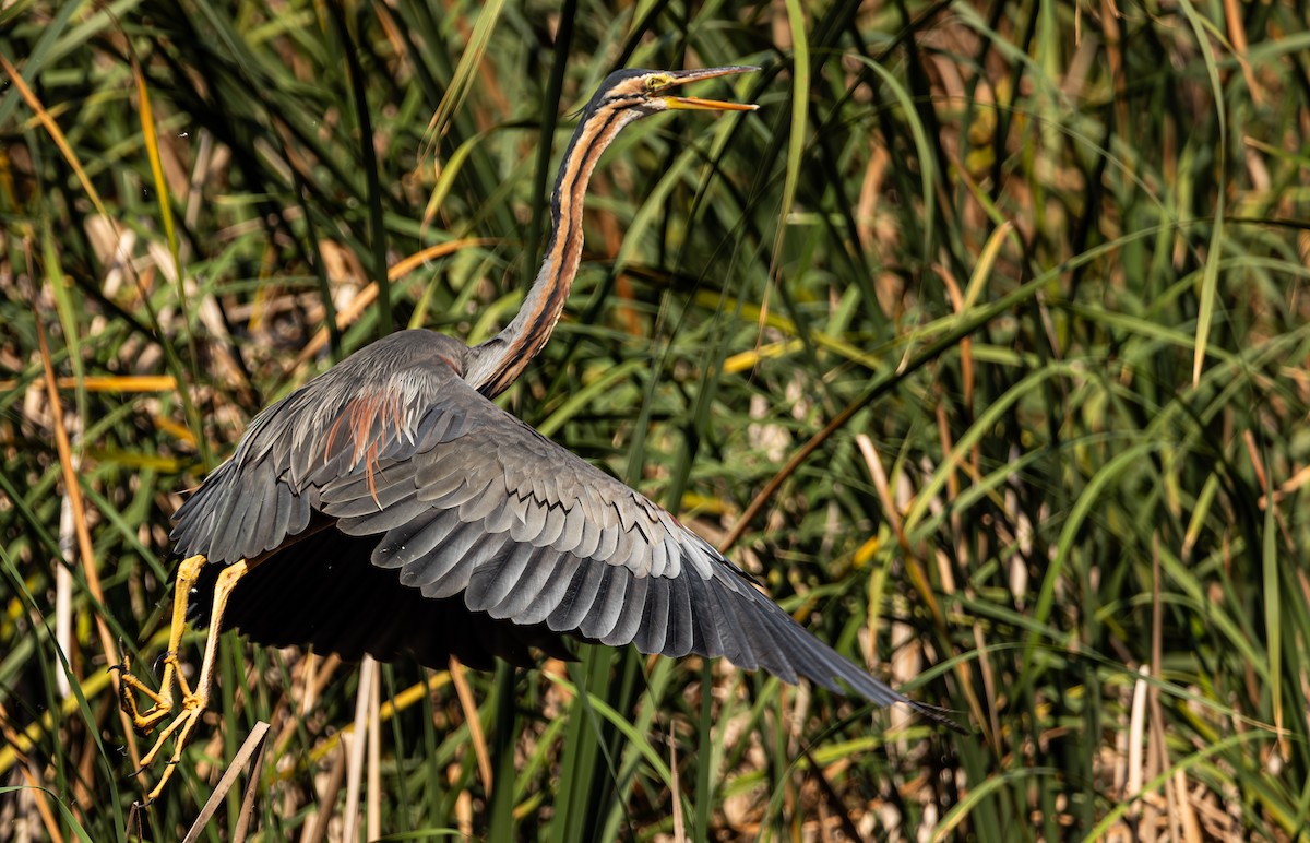 Purple Heron - ML614474591