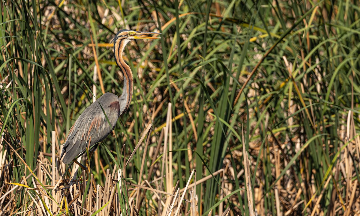 Purple Heron - ML614474592