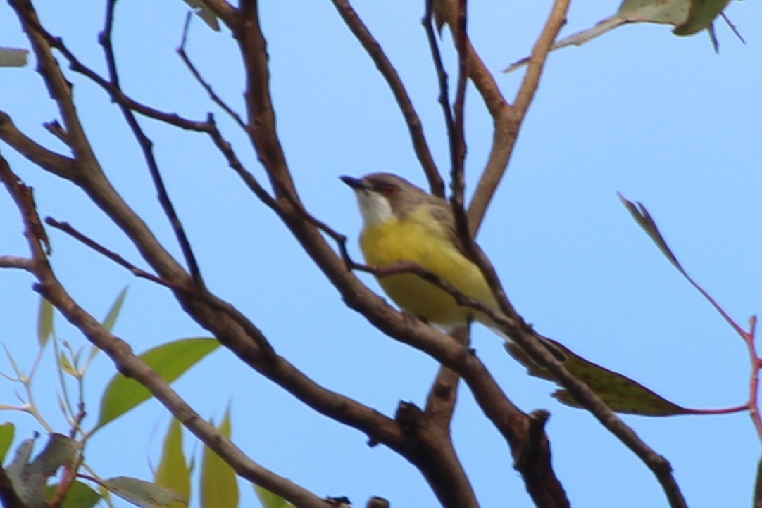 White-throated Gerygone - ML614474596