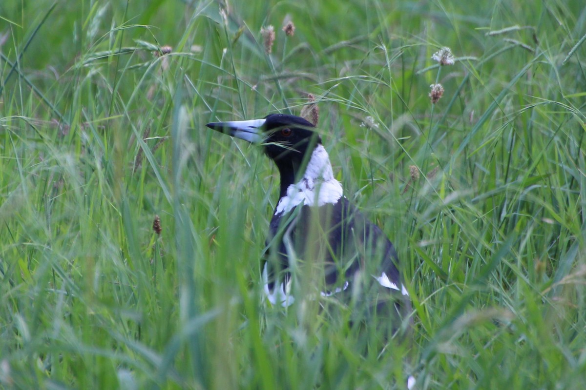 Australian Magpie - ML614474598
