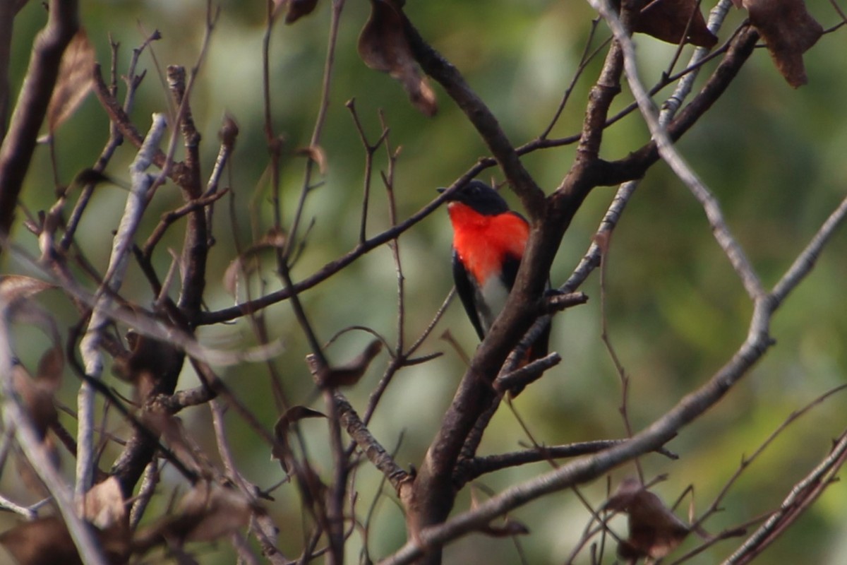 Mistletoebird - ML614474601