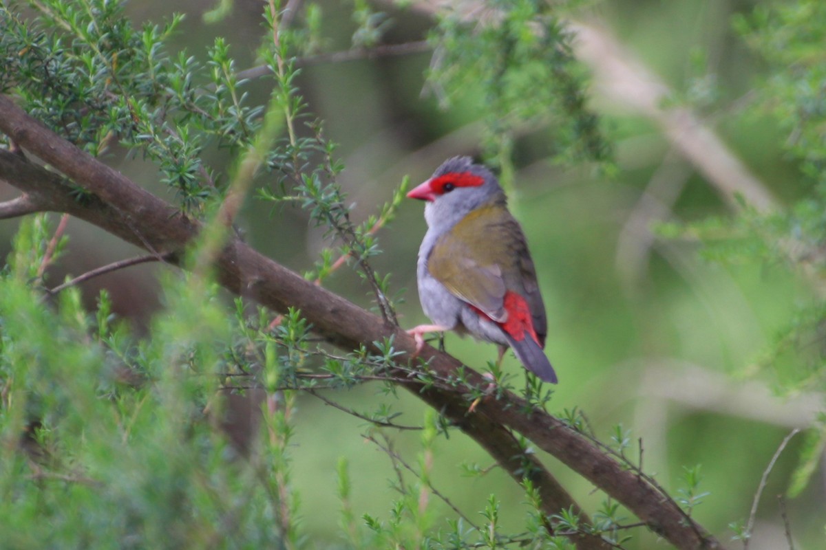 Red-browed Firetail - ML614474603