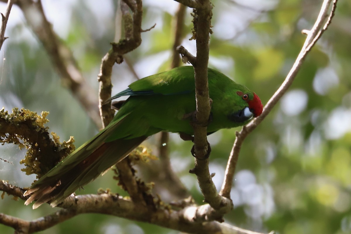 Perico de la Isla Norfolk - ML614474607