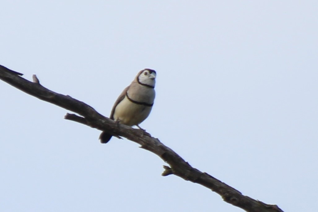 Double-barred Finch - ML614474609