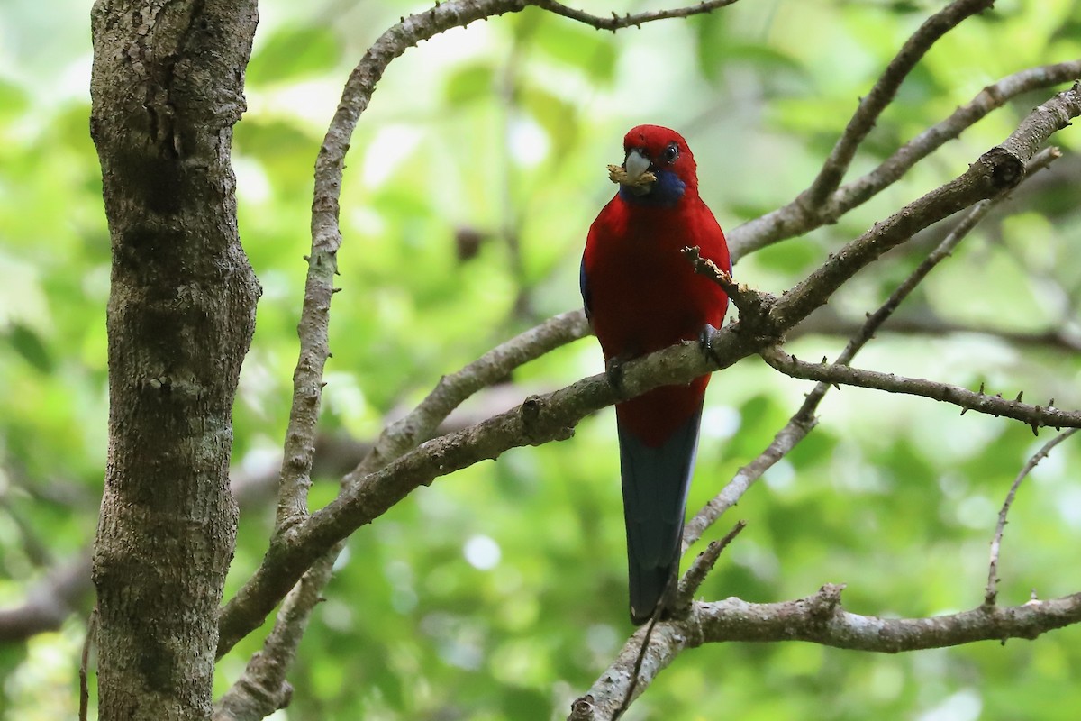 Crimson Rosella - ML614474612