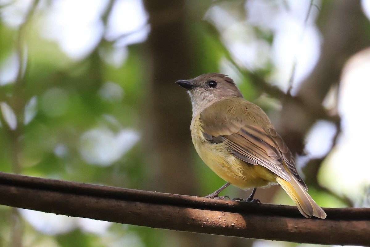 Golden Whistler - ML614474614