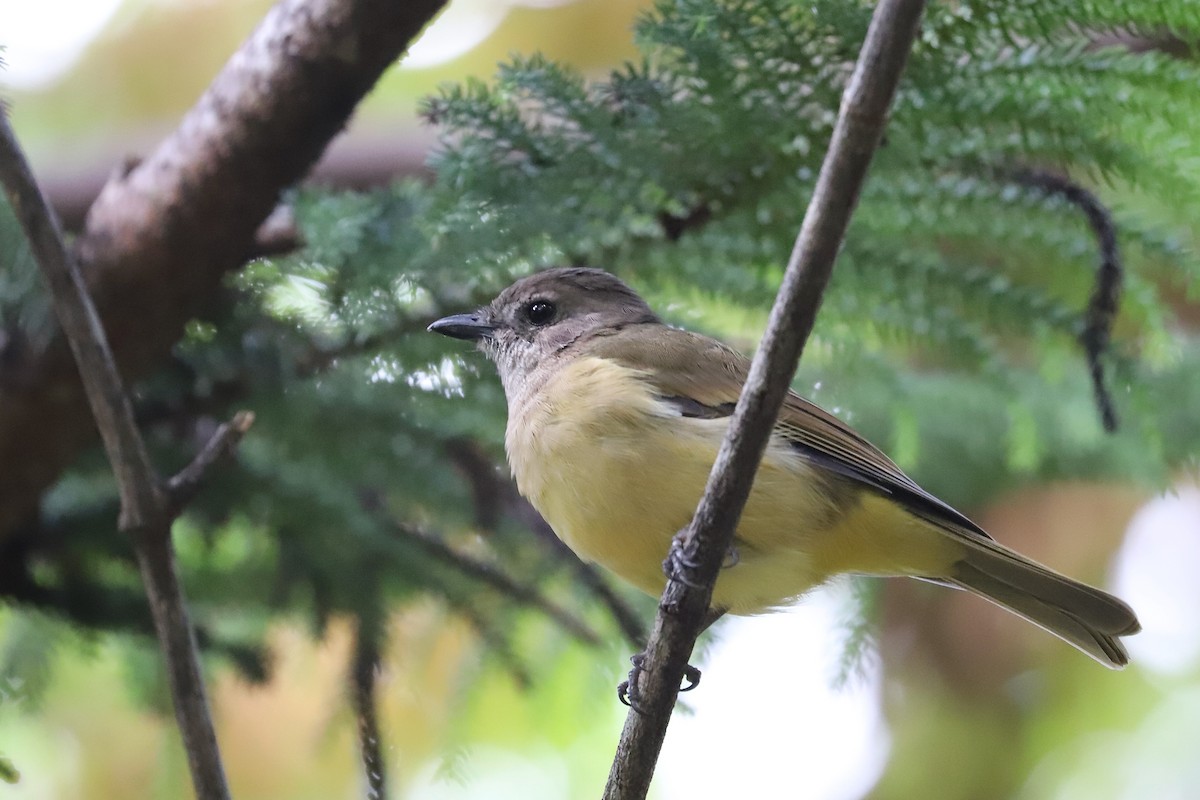 Golden Whistler - ML614474615