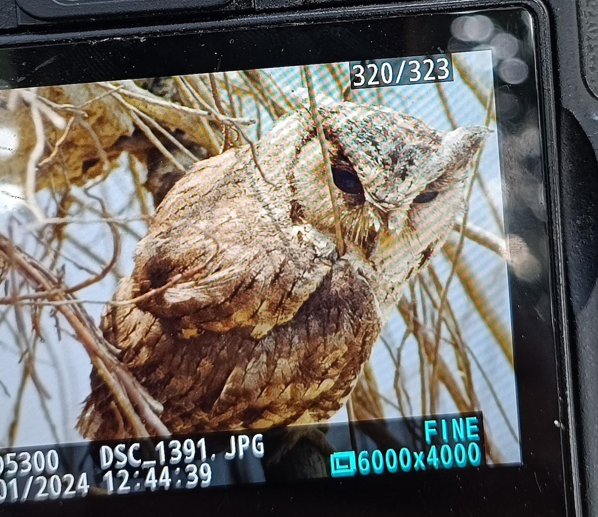 Indian Scops-Owl - Kushagra Rajendra