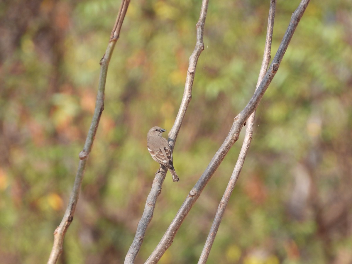 Yellow-throated Sparrow - Mallikarjuna Agrahar